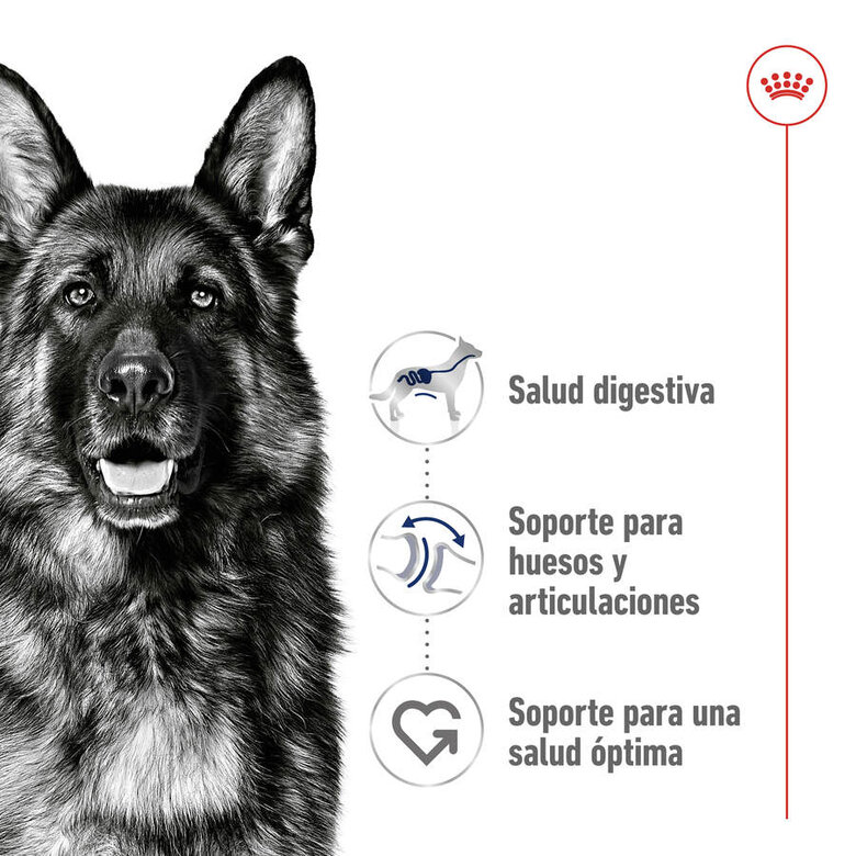 Royal Canin Maxi Adult ração para cães, , large image number null